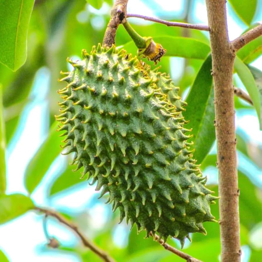 Fresh Land Org Soursop Leaves Tea Powder